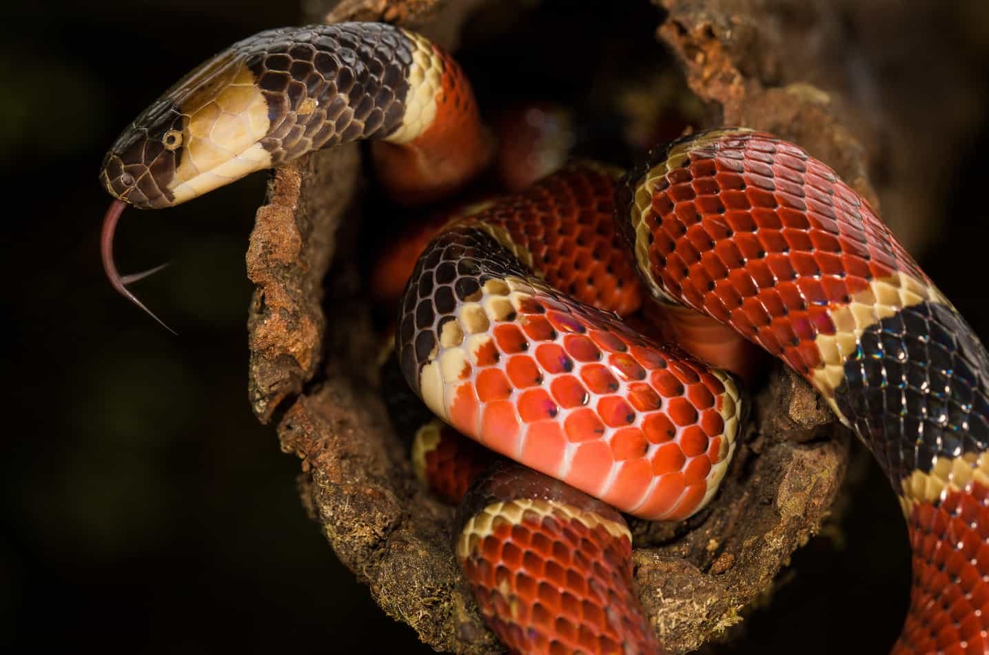 Cobras-corais verdadeiras e falsas encontradas no estado de Minas