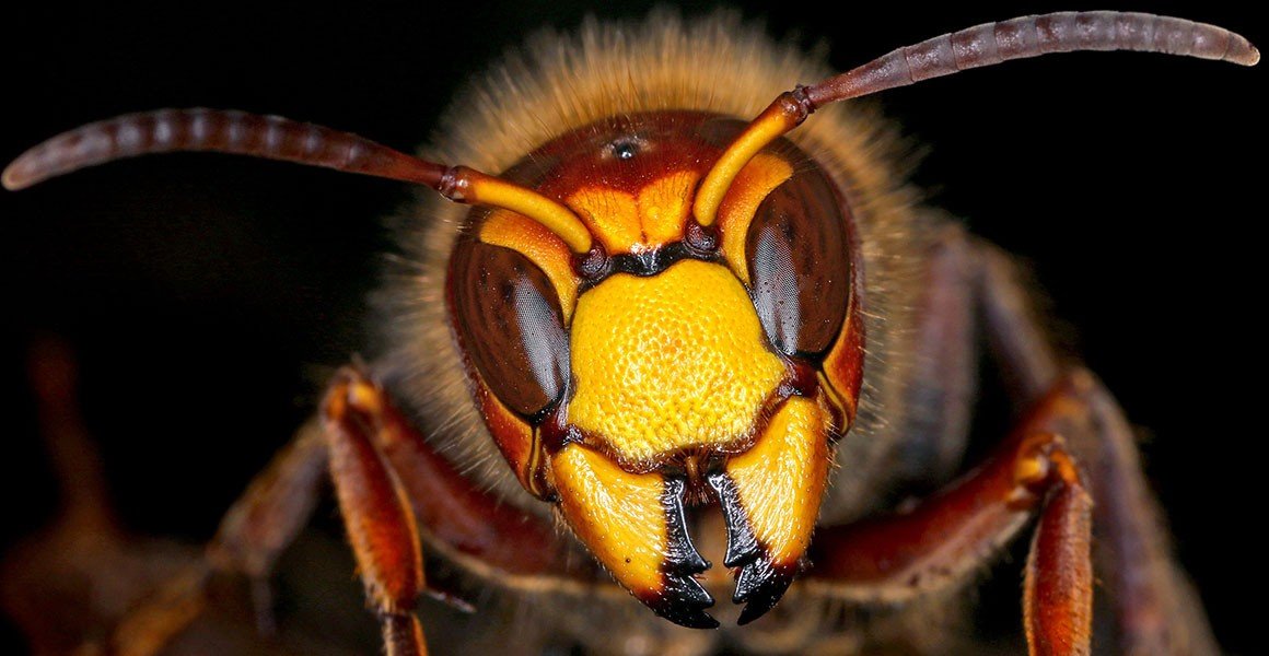 Vespa Gigante Japonesa